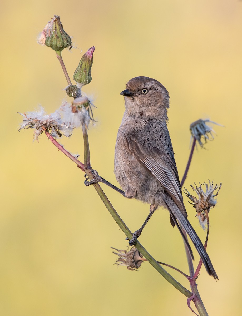 Bushtit - ML448056641