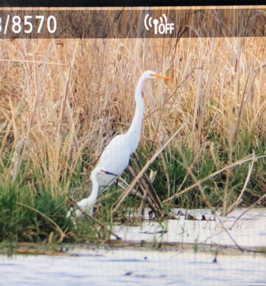 Snowy Egret - Steven  Thompson