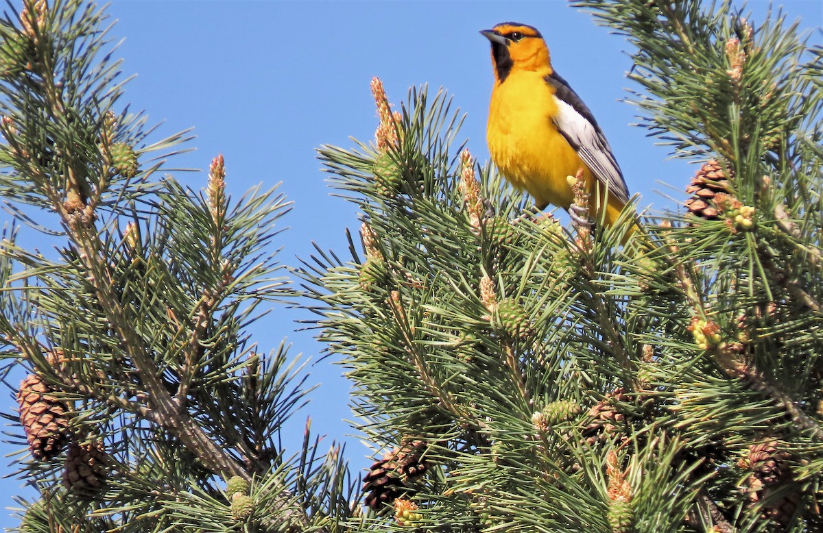 Bullock's Oriole - ML448058241