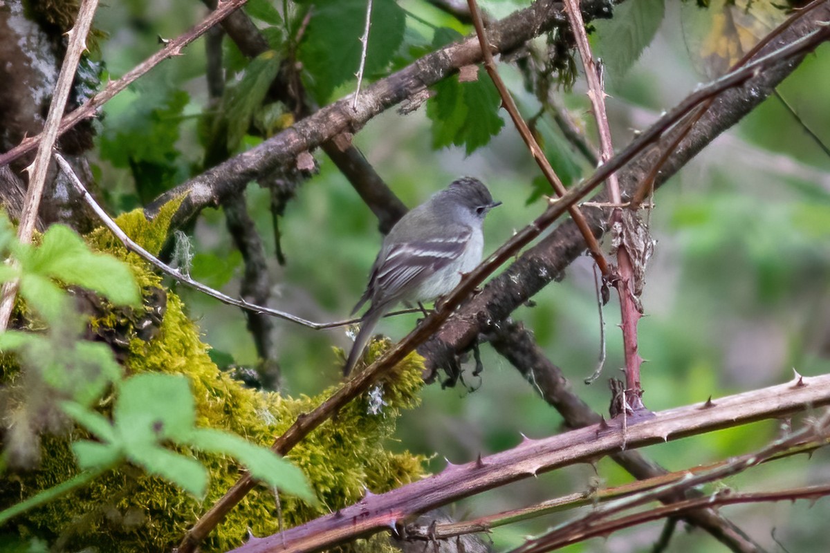 Hammond's Flycatcher - ML448058421