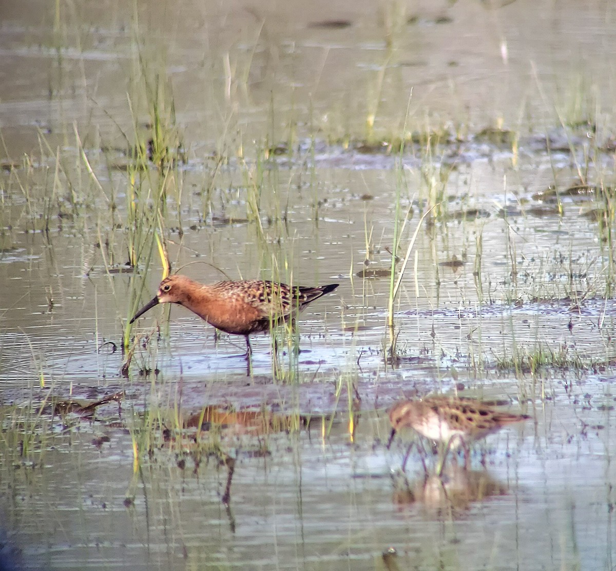 Curlew Sandpiper - ML448060931