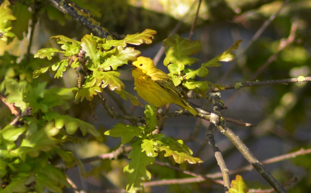 Yellow Warbler - Henry deJong