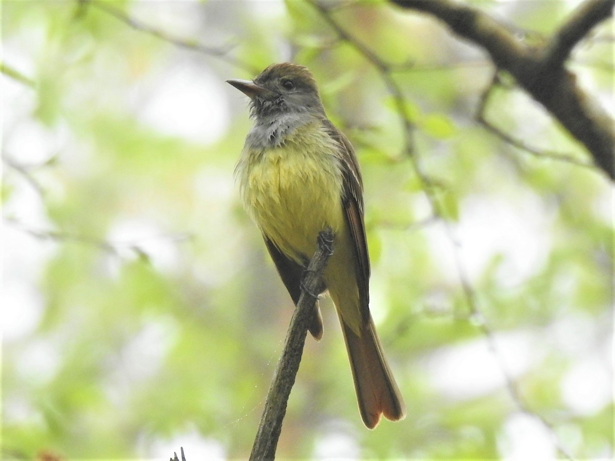 Great Crested Flycatcher - ML448061651