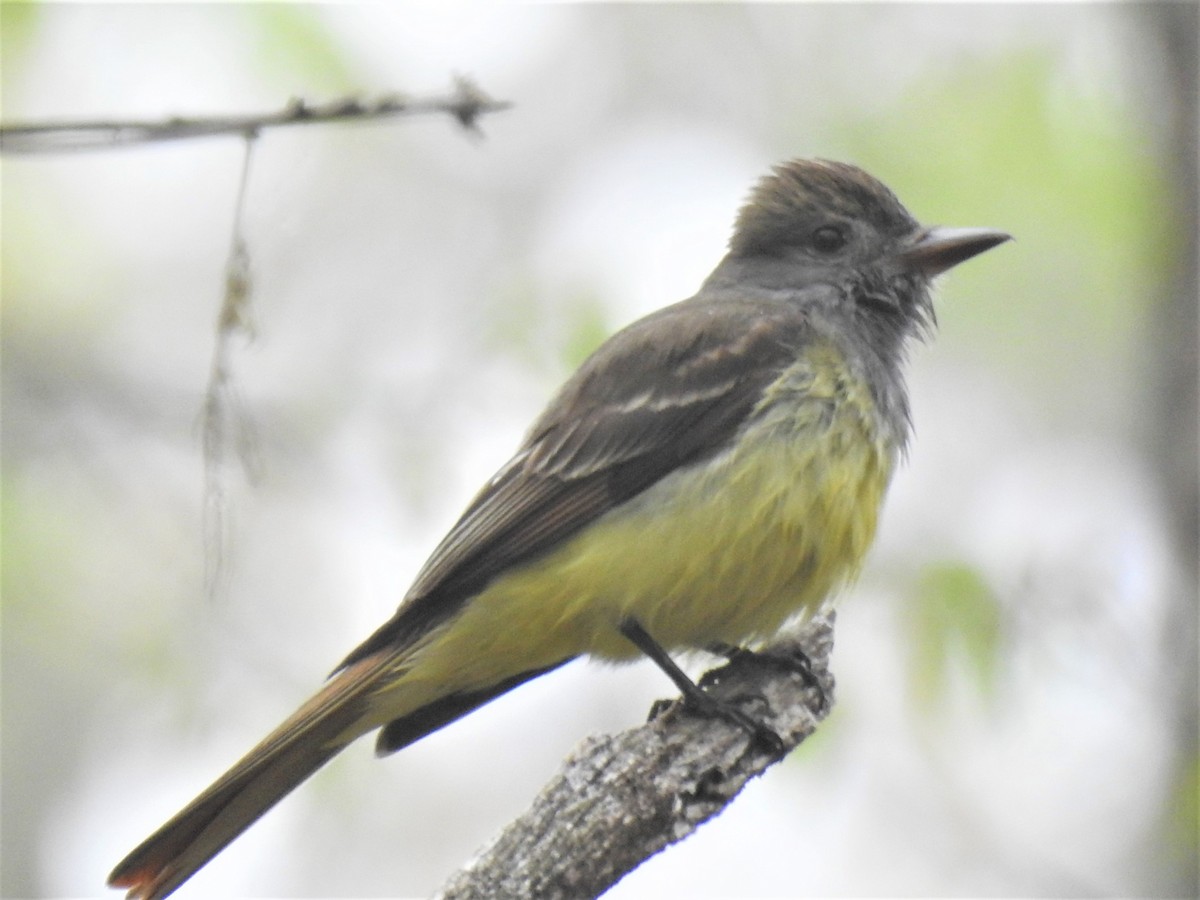 Great Crested Flycatcher - ML448061661