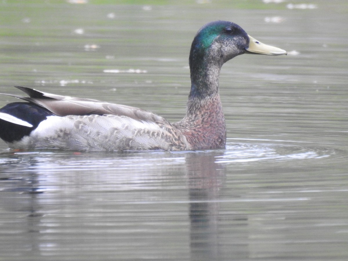 Mallard x American Black Duck (hybrid) - ML448061681