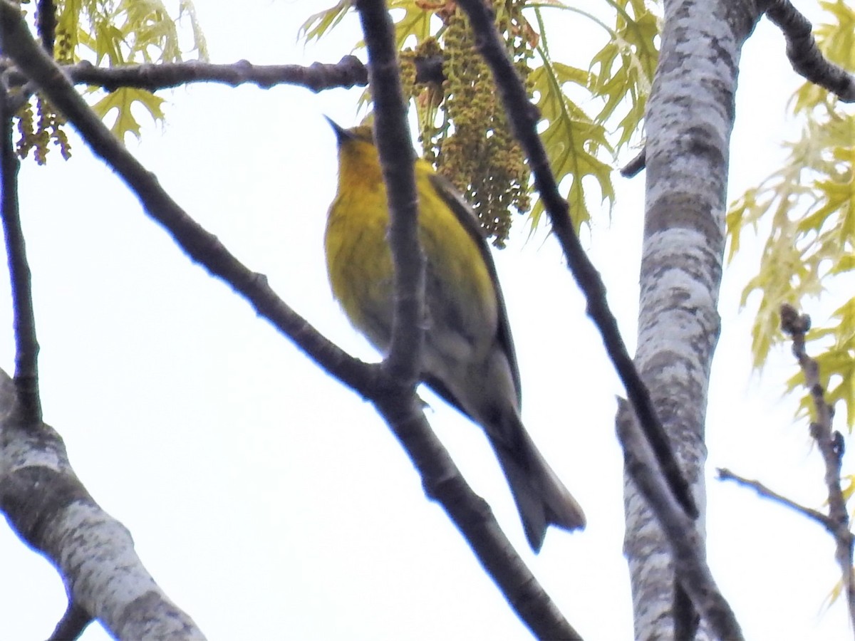 Pine Warbler - ML448061781