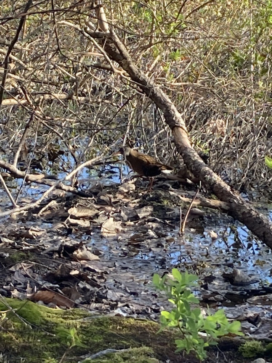 Virginia Rail - ML448062391