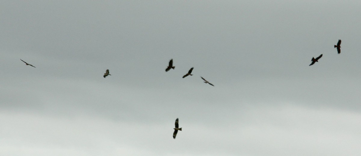 Black Kite - ML44806281