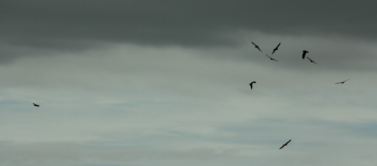 Black Kite - Andrey Vlasenko