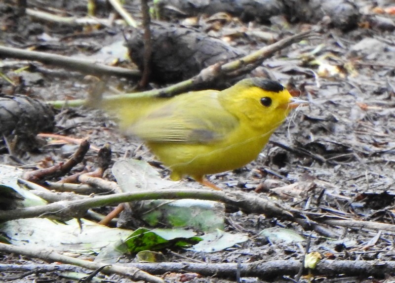 Wilson's Warbler - Andy Frank