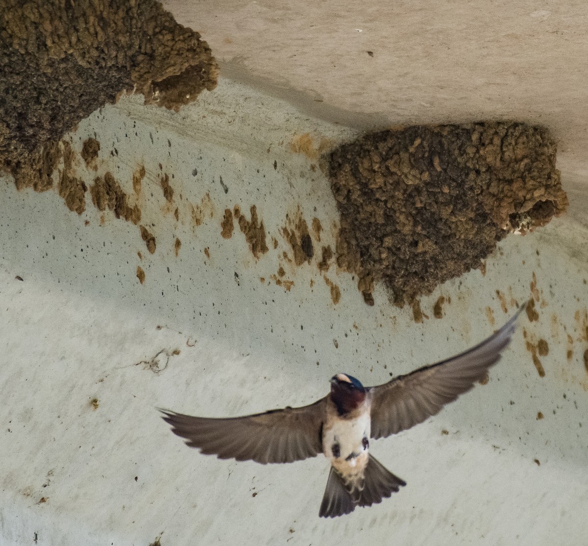 Cliff Swallow - ML448065811