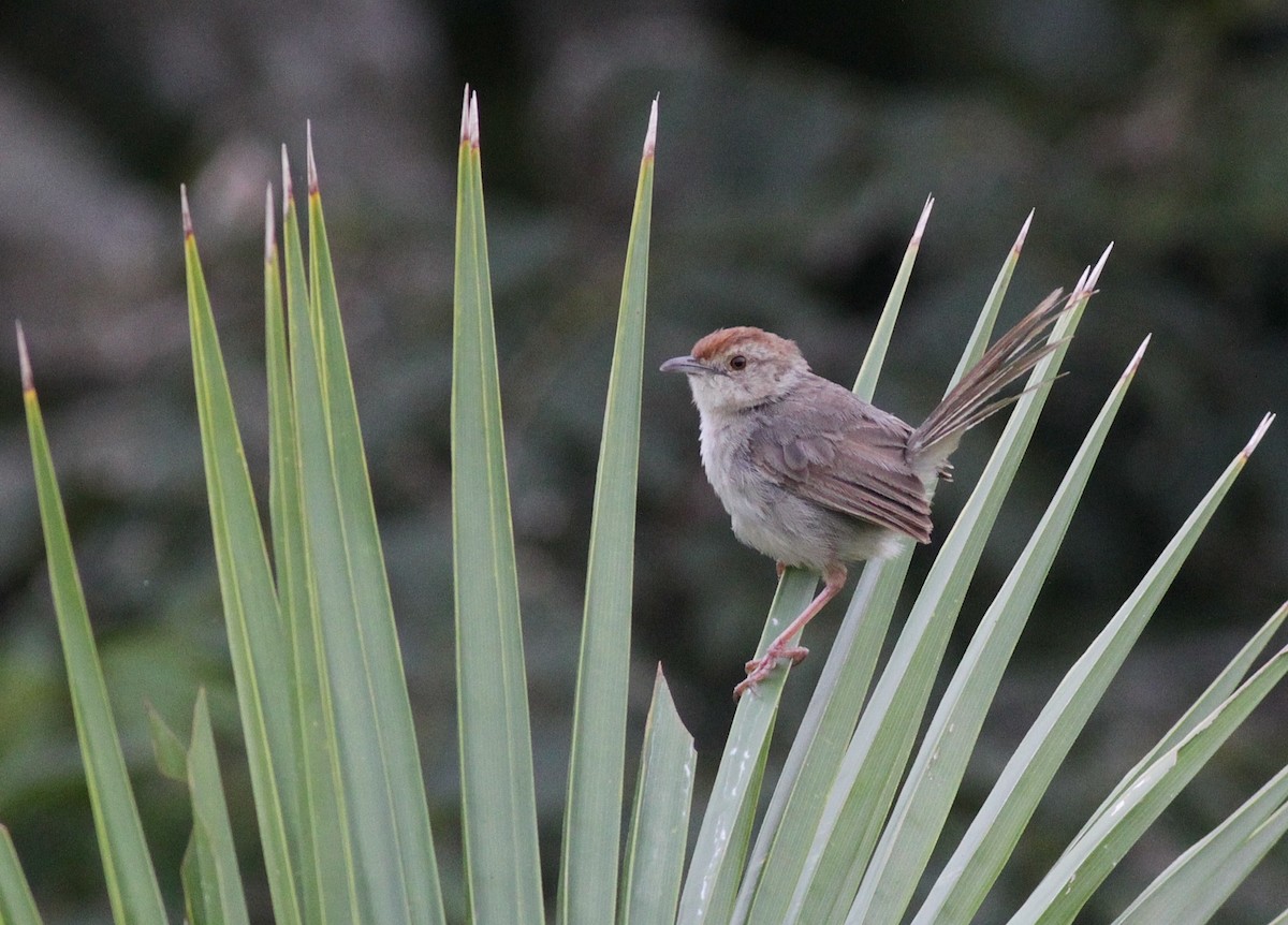 Rock-loving Cisticola - ML448066271