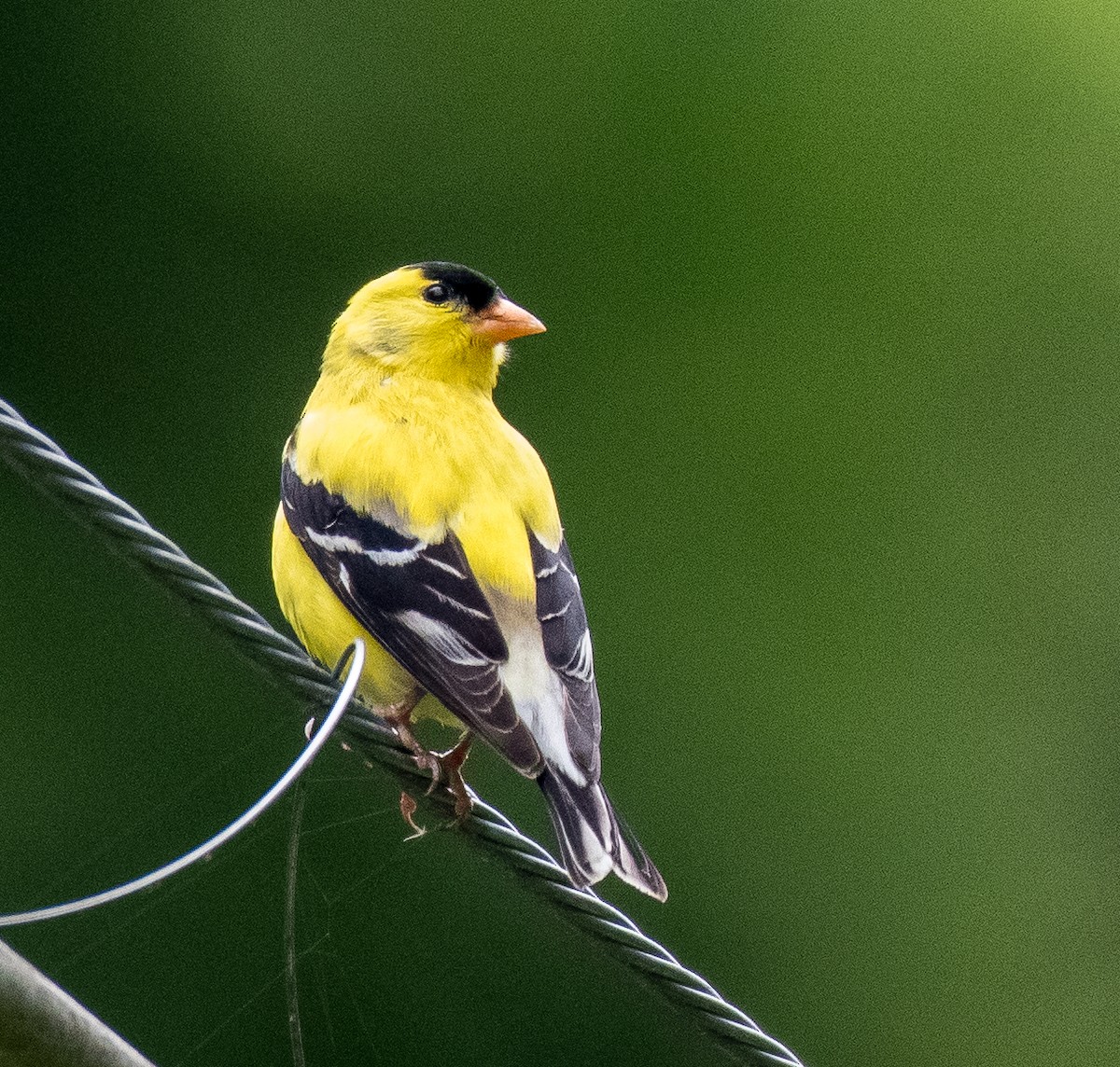 American Goldfinch - Liling Warren