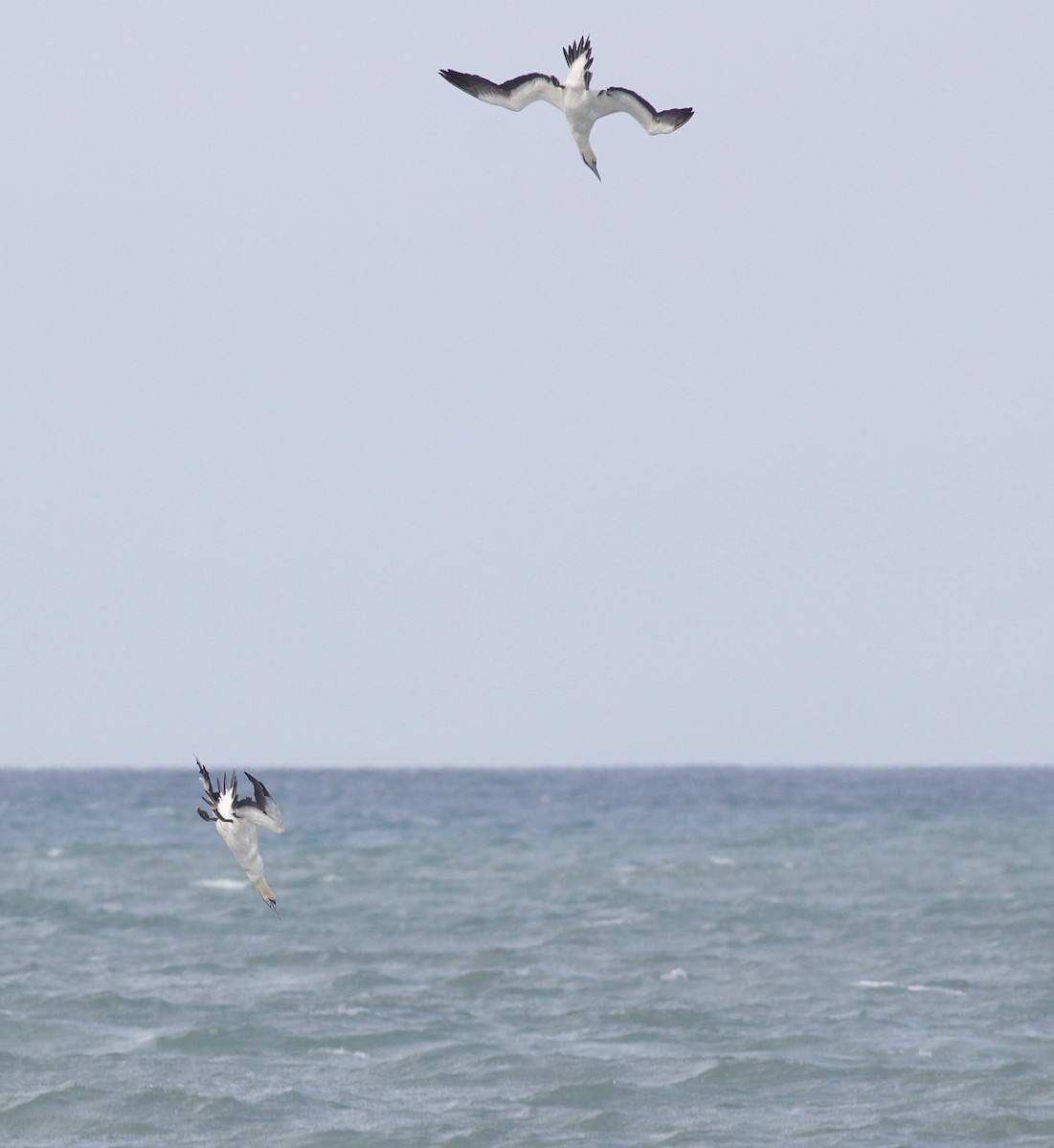 Cape Gannet - ML448068441