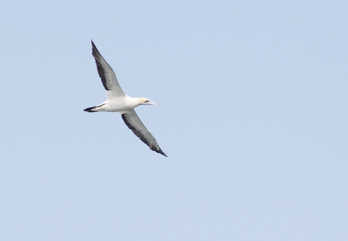 Cape Gannet - ML448068461