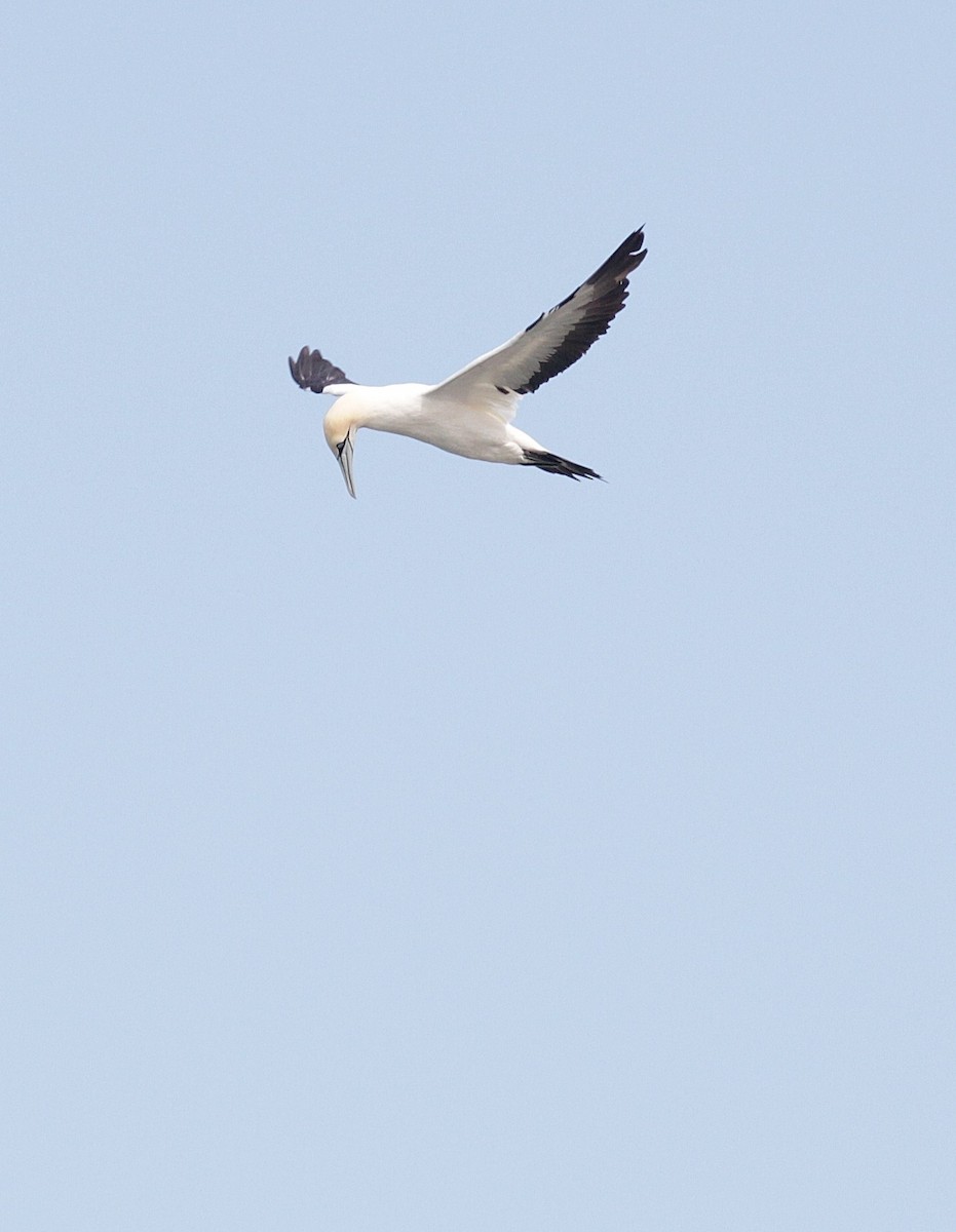 Cape Gannet - Alex Lamoreaux