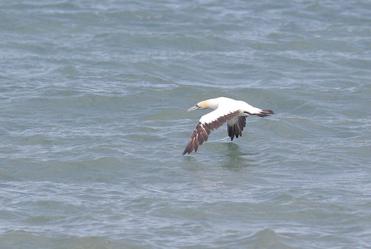 Cape Gannet - ML448068501