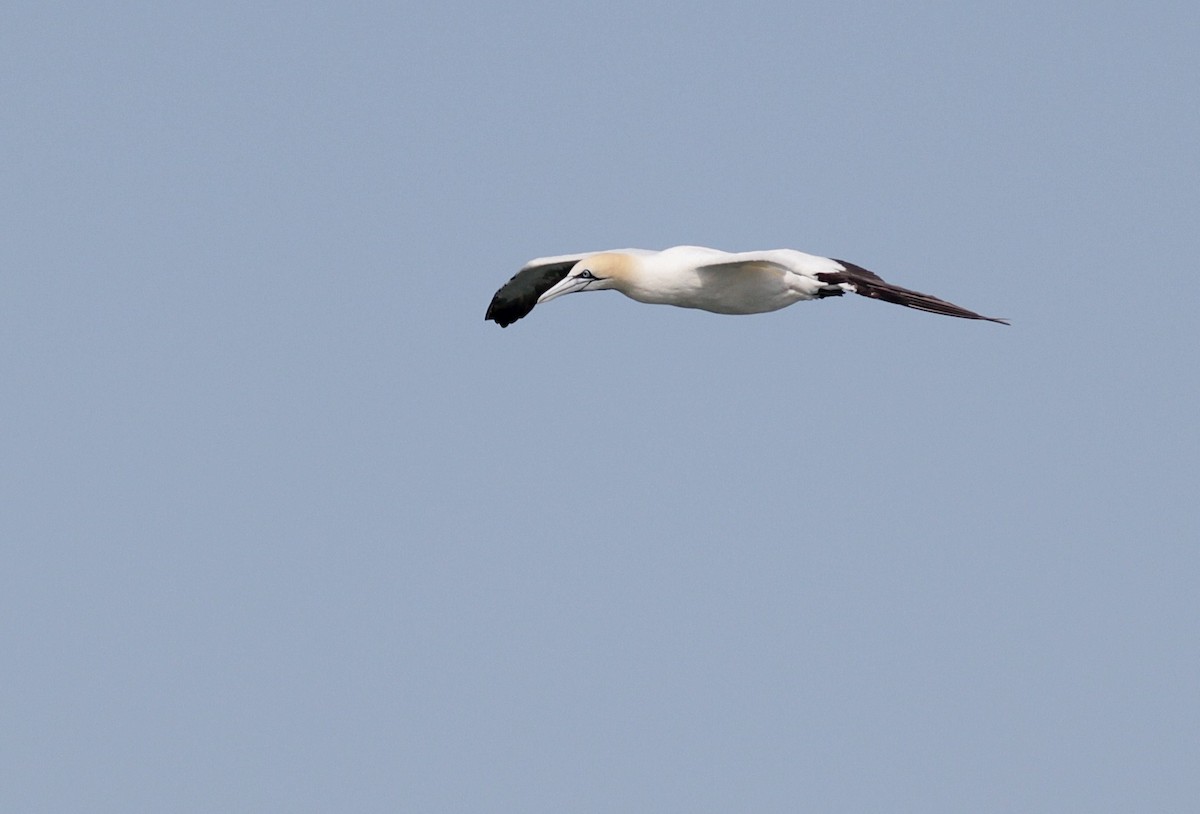 Cape Gannet - Alex Lamoreaux