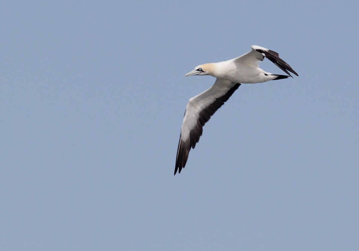 Cape Gannet - ML448068531