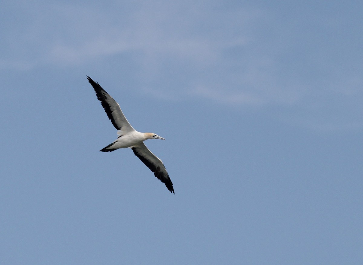 Cape Gannet - ML448068601