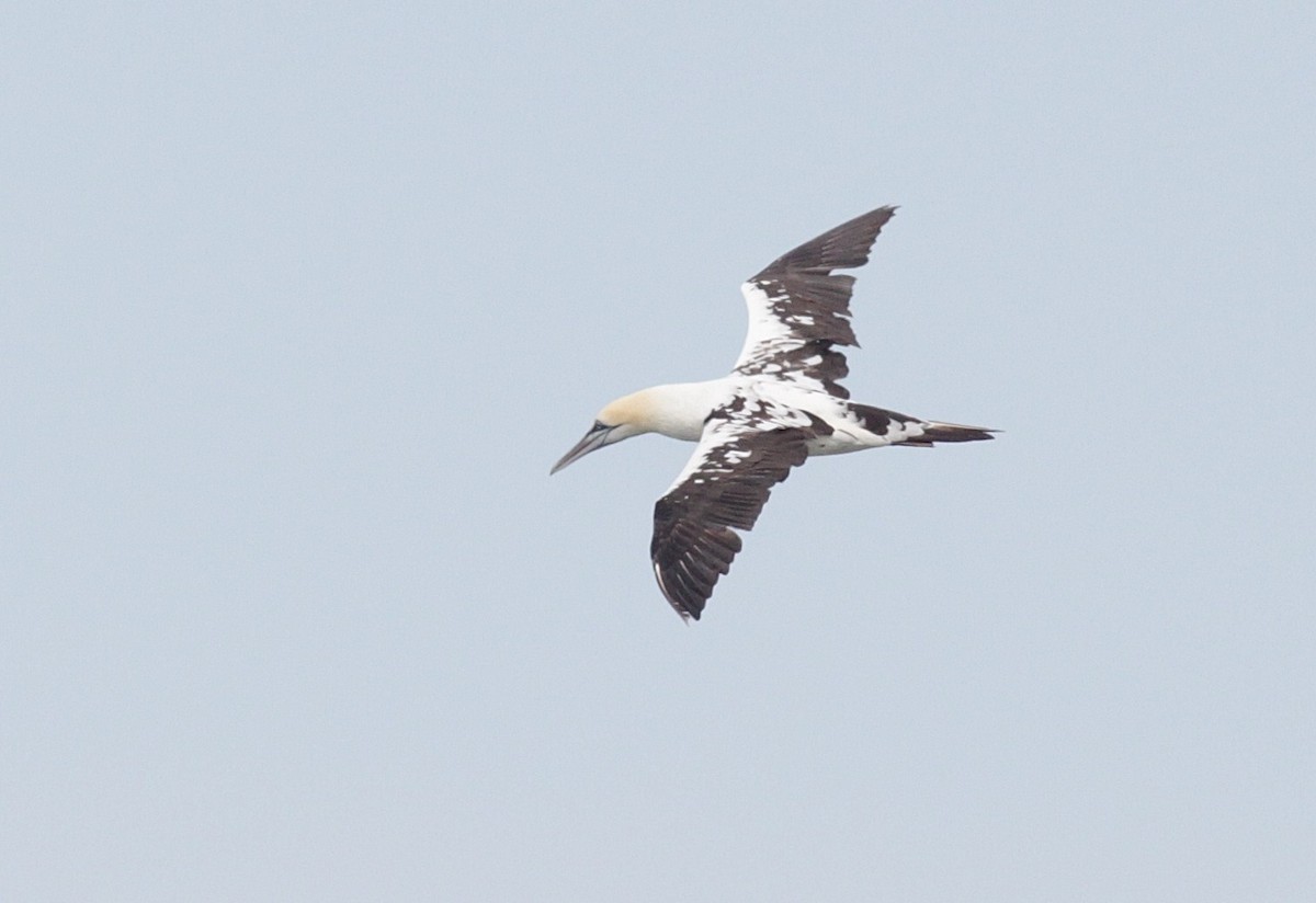 Cape Gannet - ML448068621