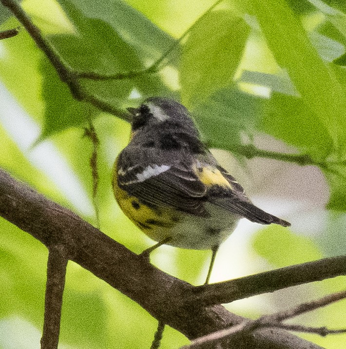Magnolia Warbler - ML448068811