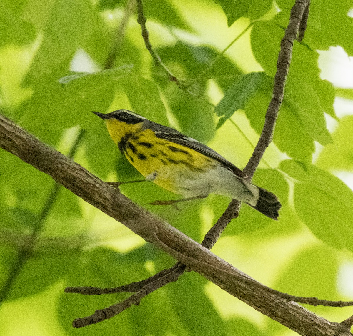Magnolia Warbler - ML448068851