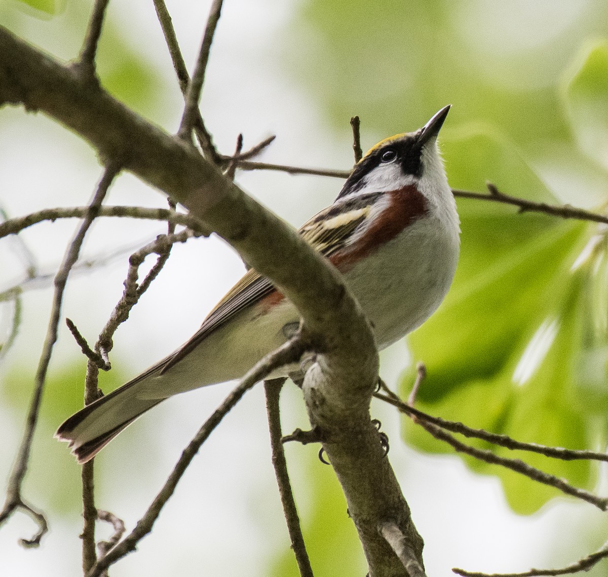 Chestnut-sided Warbler - ML448068971