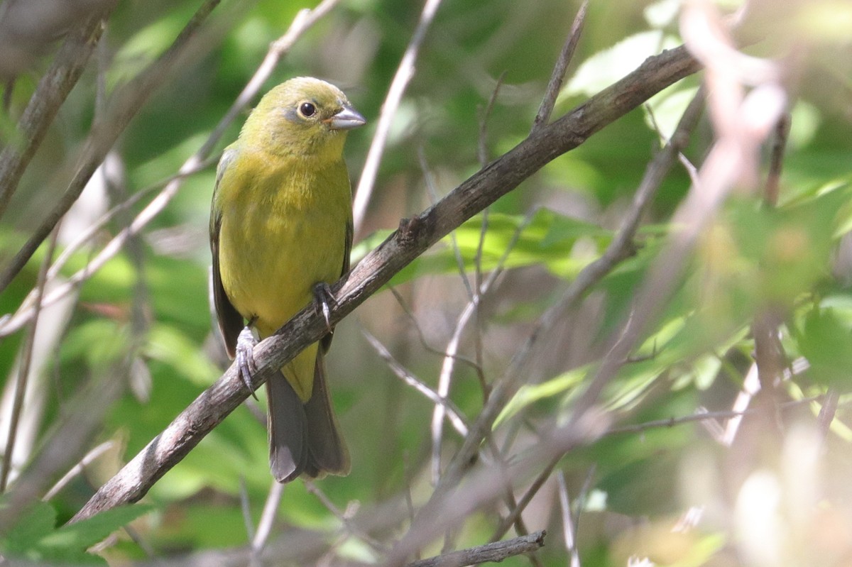 Painted Bunting - ML448069041