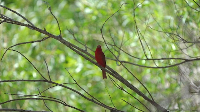 Summer Tanager - ML448069551