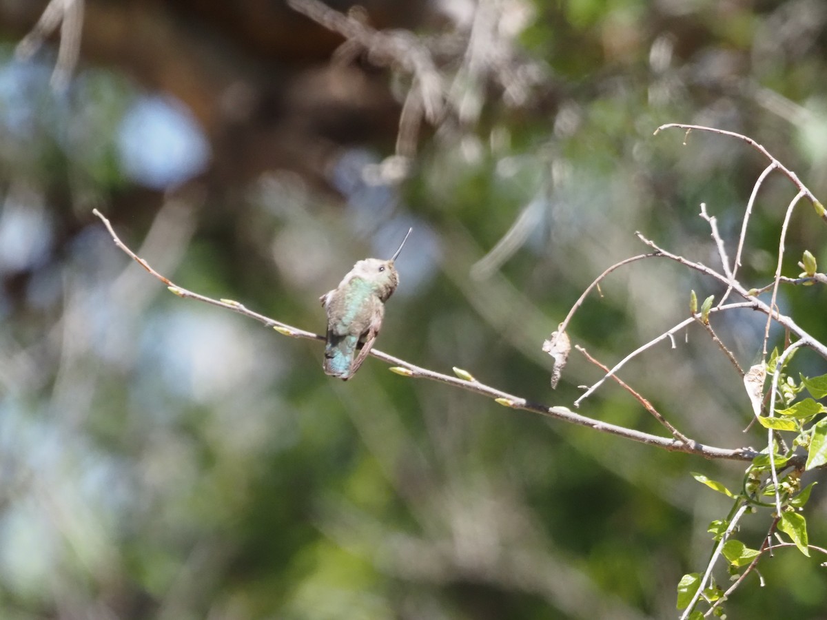Costa's Hummingbird - ML448070461