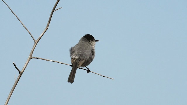 California Gnatcatcher - ML448071341