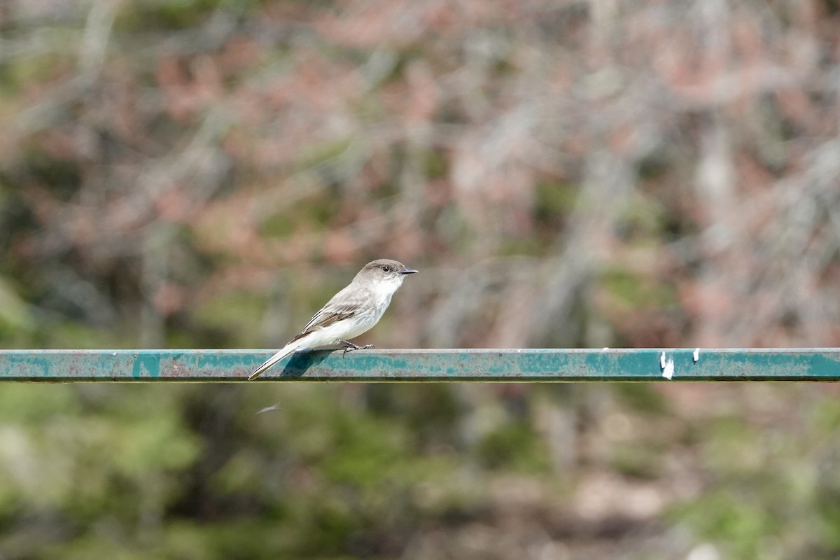 Eastern Phoebe - Michel Robert