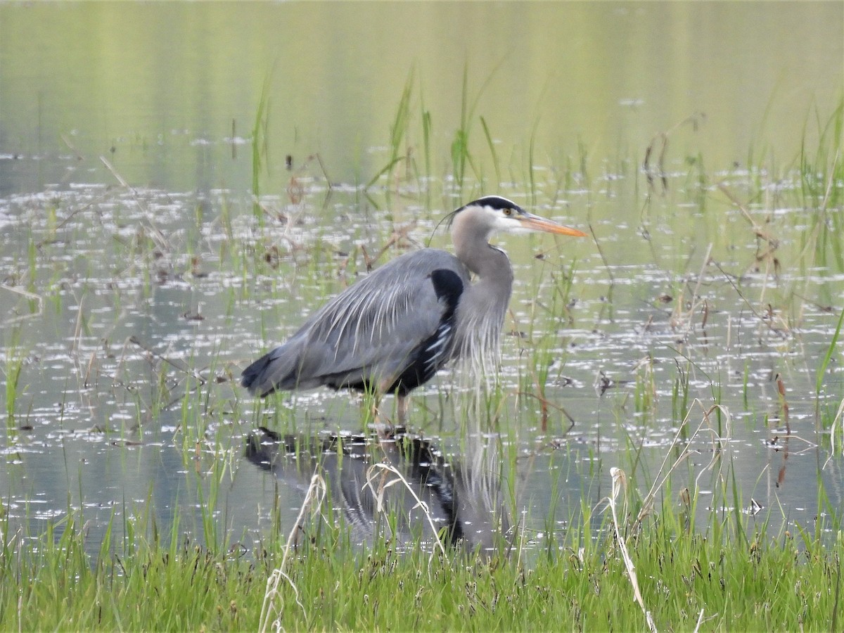 Great Blue Heron - ML448071421