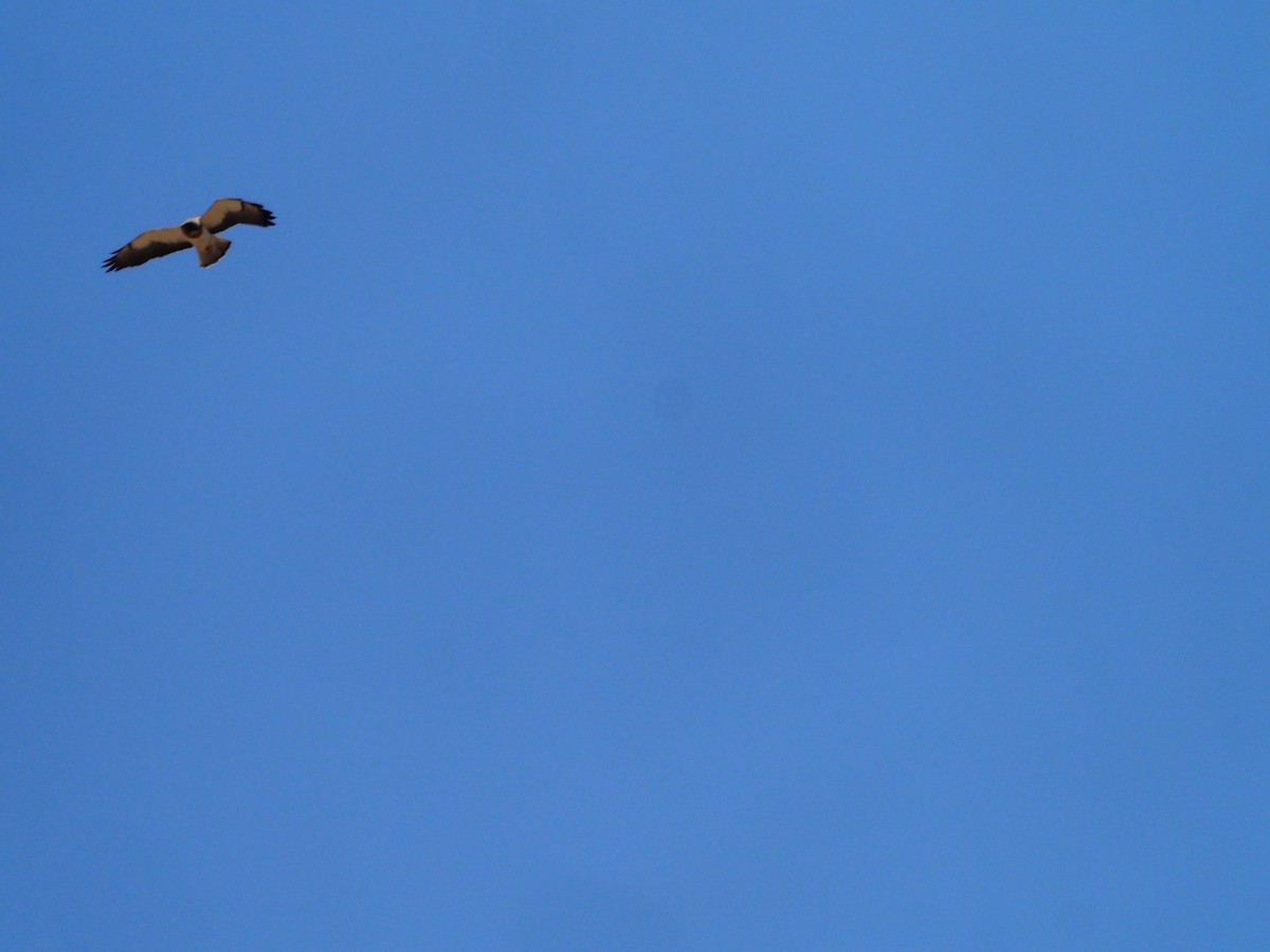 Swainson's Hawk - ML448071581