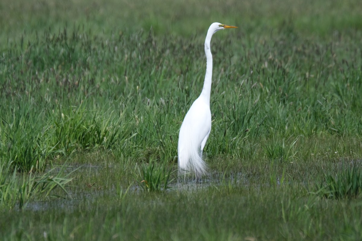 Great Egret - ML448071731