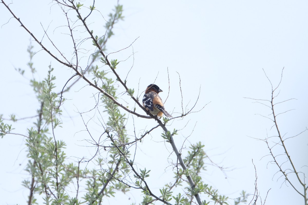 Black-headed Grosbeak - ML448072561