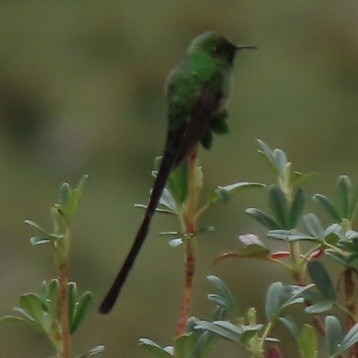 Yeşil Kuyruklu Kolibri - ML448073341