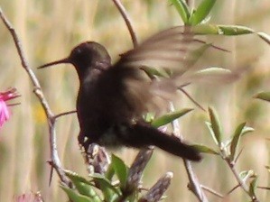 Black Metaltail - ML448073491