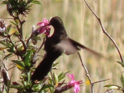 Black Metaltail - ML448073501