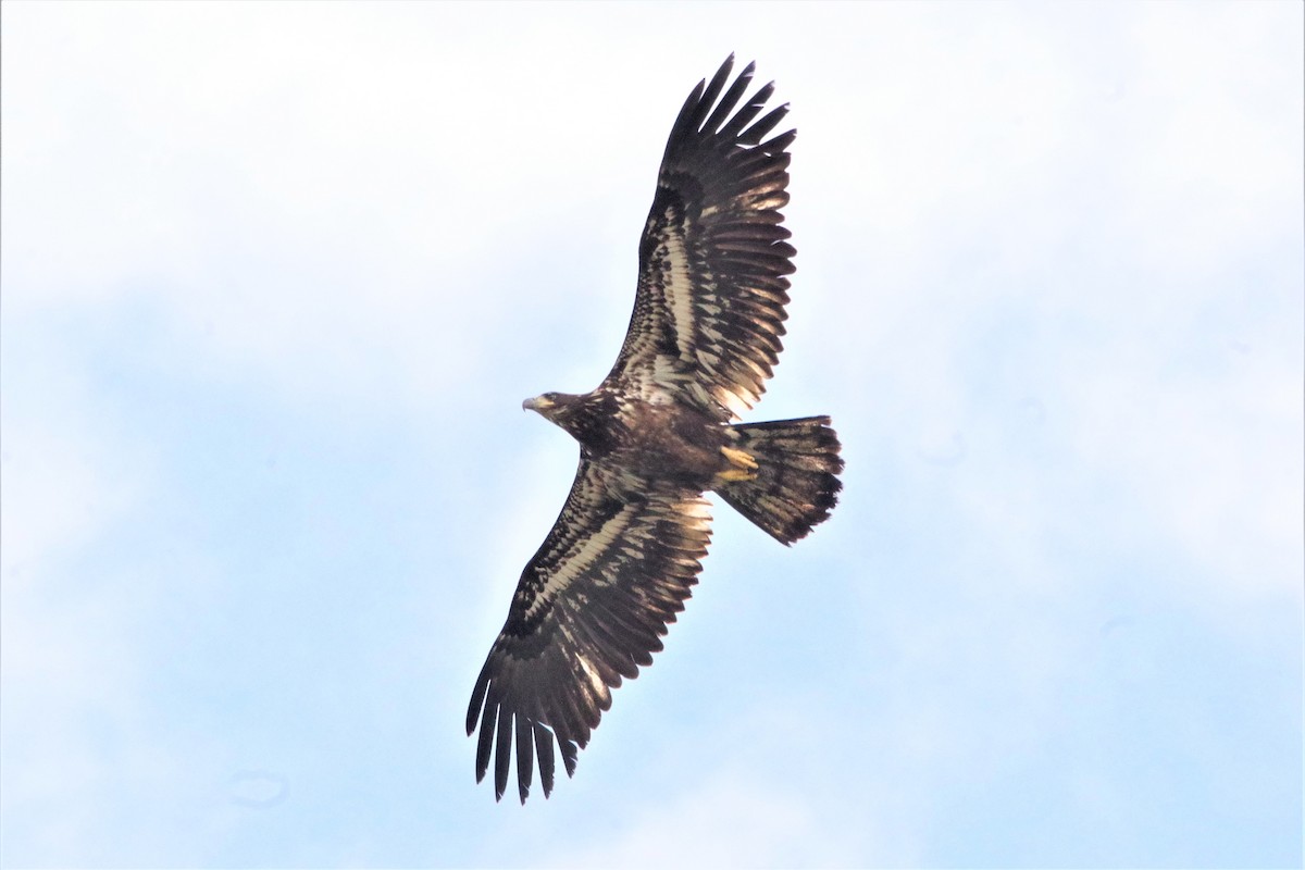 Bald Eagle - ML448074901