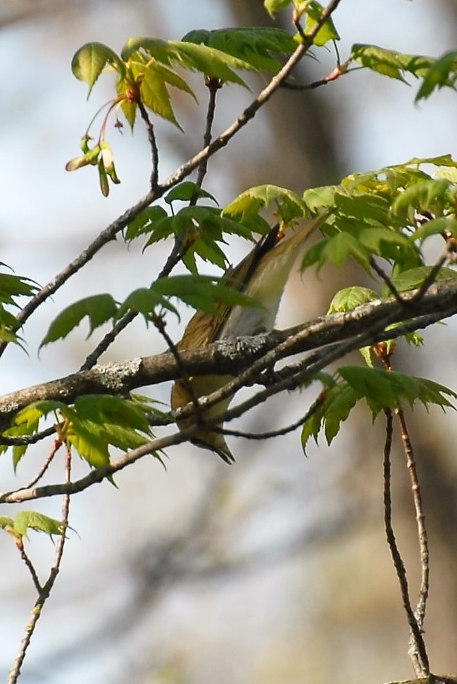 Philadelphia Vireo - Dawn Zuengler