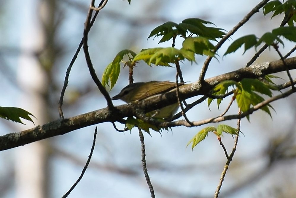 Philadelphia Vireo - Dawn Zuengler