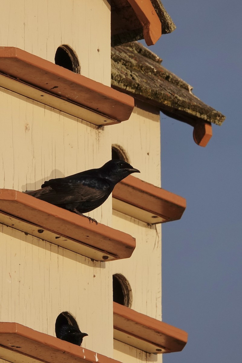 Golondrina Purpúrea - ML448075261