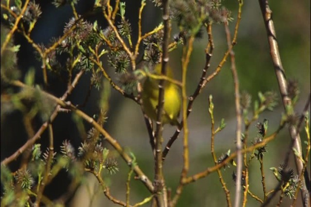 Yellow Warbler (Northern) - ML448078