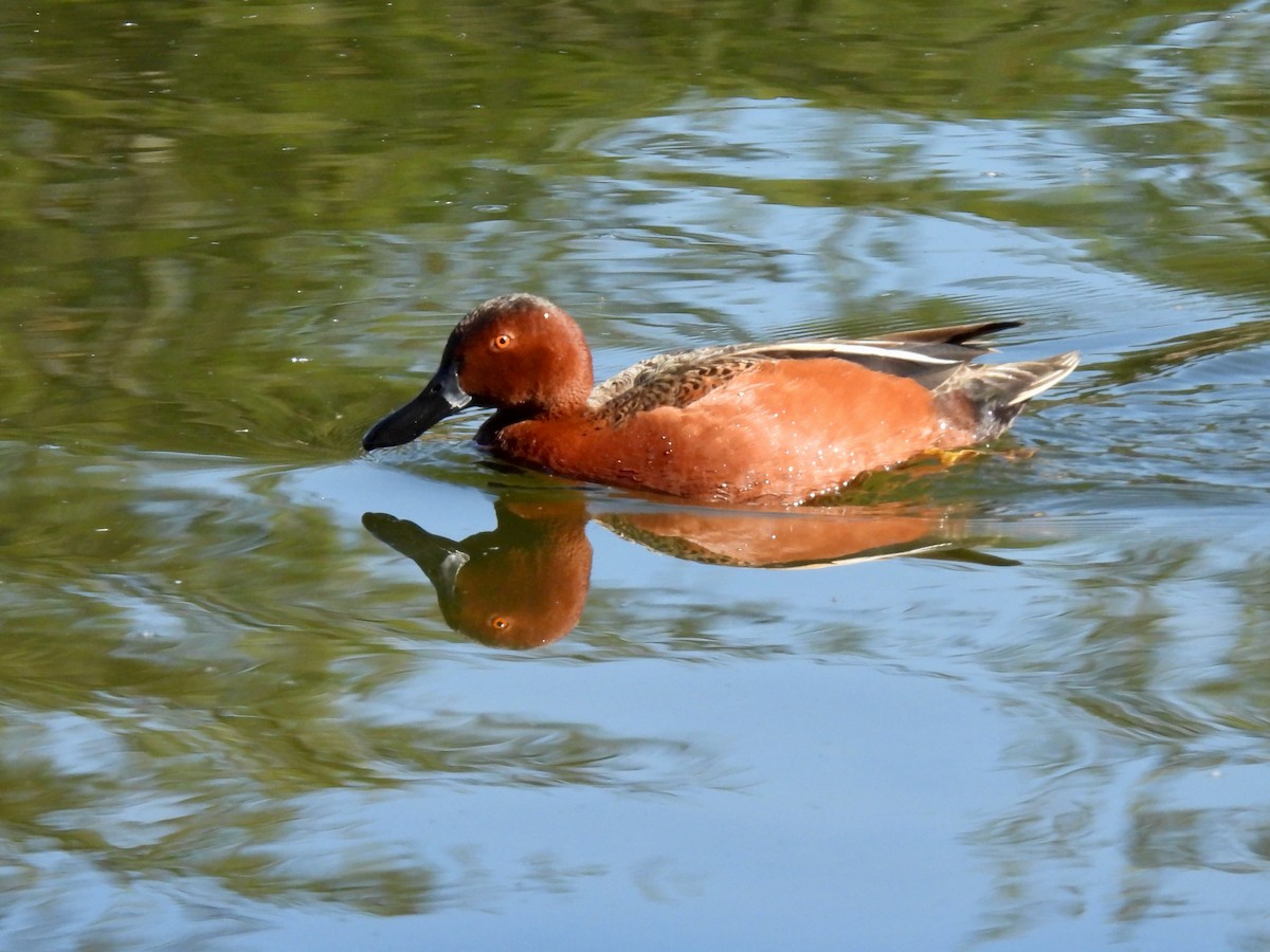 Cinnamon Teal - Martha Wild