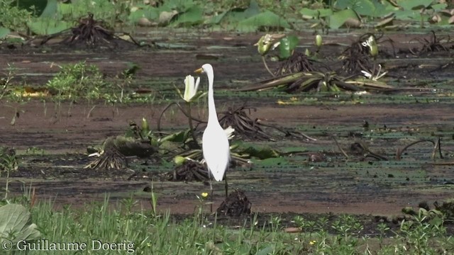 Plumed Egret - ML448080471