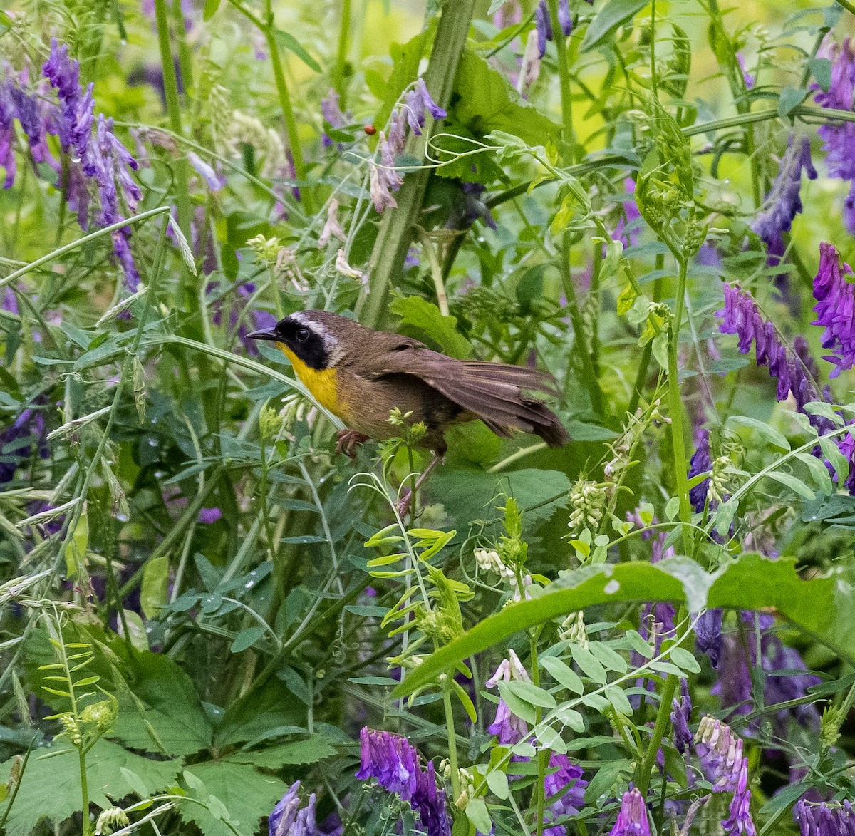 Common Yellowthroat - ML448082301