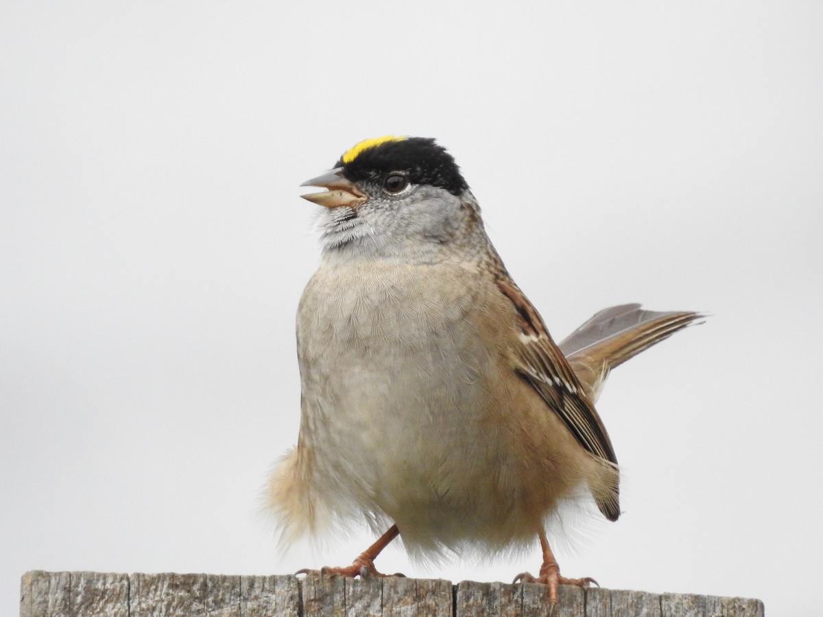 Golden-crowned Sparrow - Darlene Cancelliere