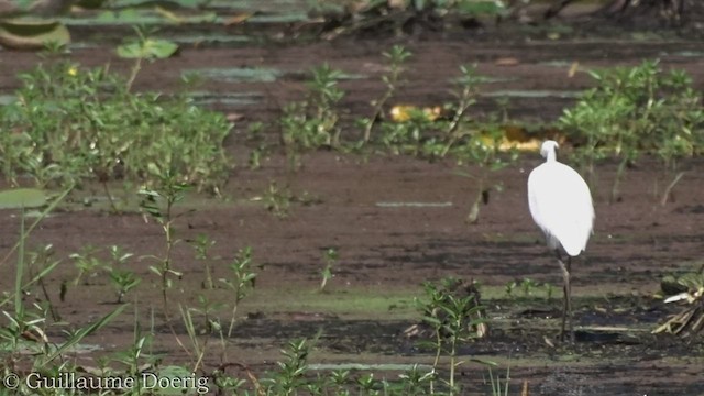 Plumed Egret - ML448084161